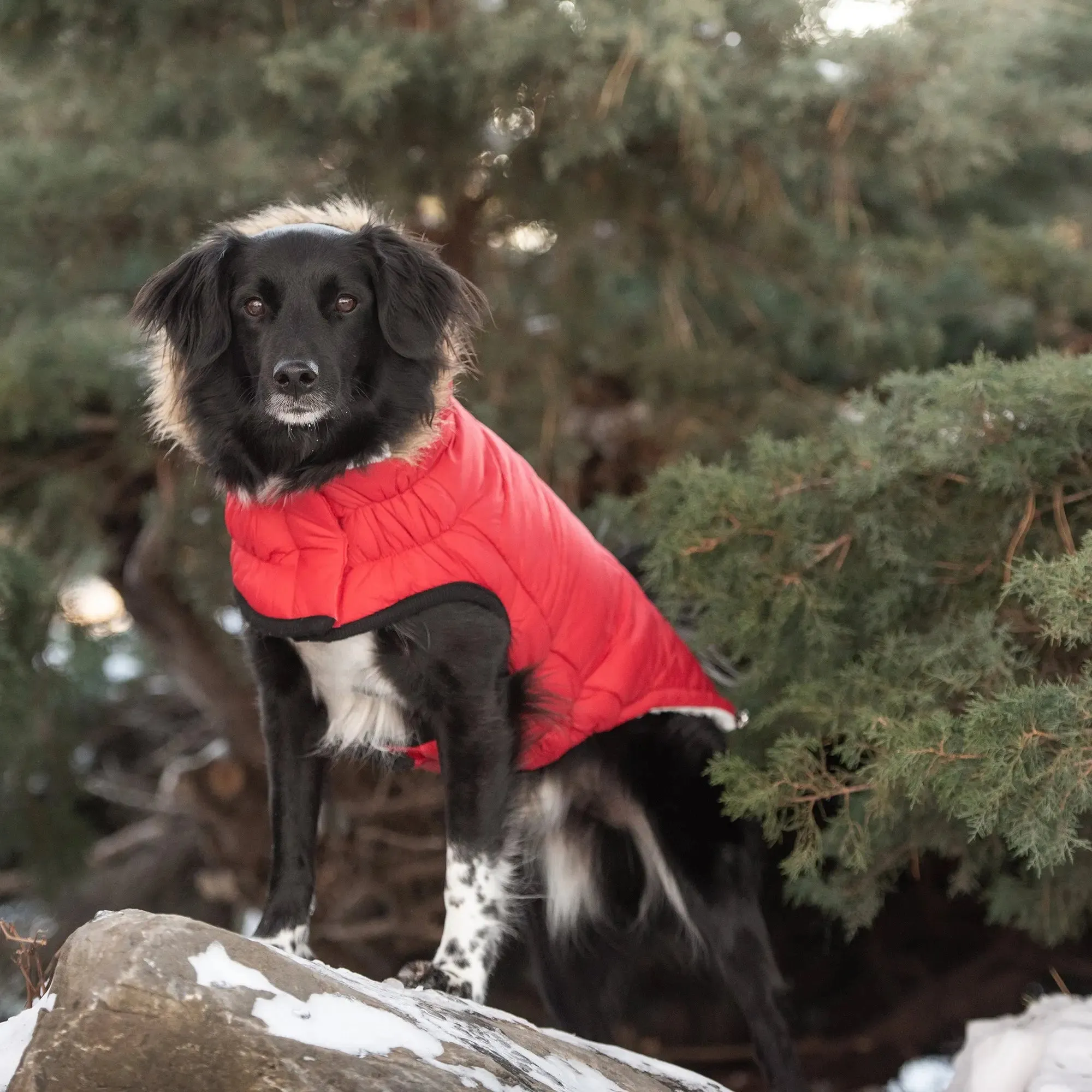 Urban Dog Parka | Red